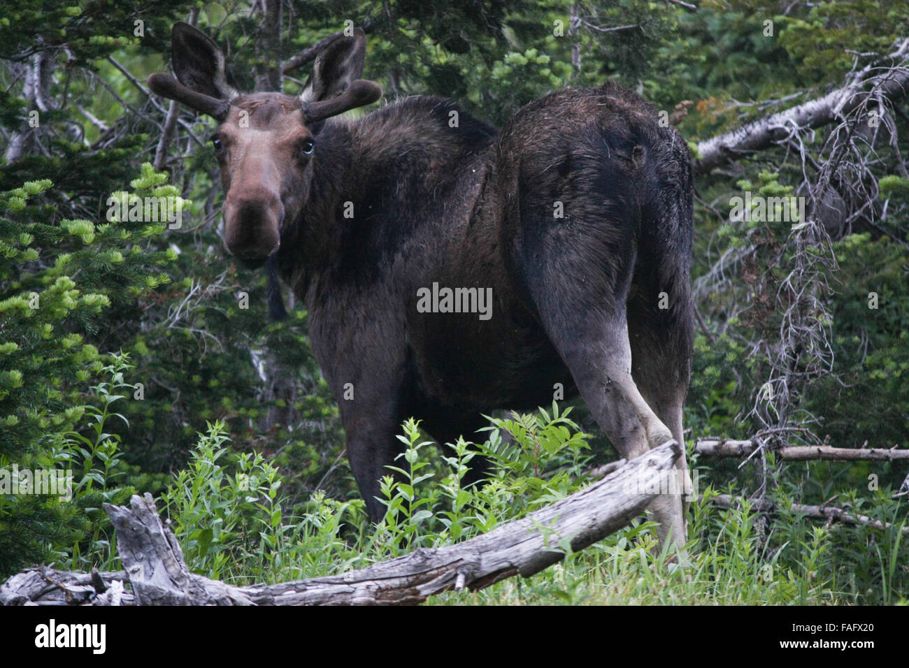 moose, grand teton national park Stock Photo Alamy