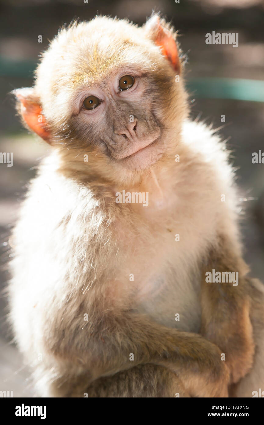 Barbary Macaque monkey from France Alsace Kintzheim Stock Photo