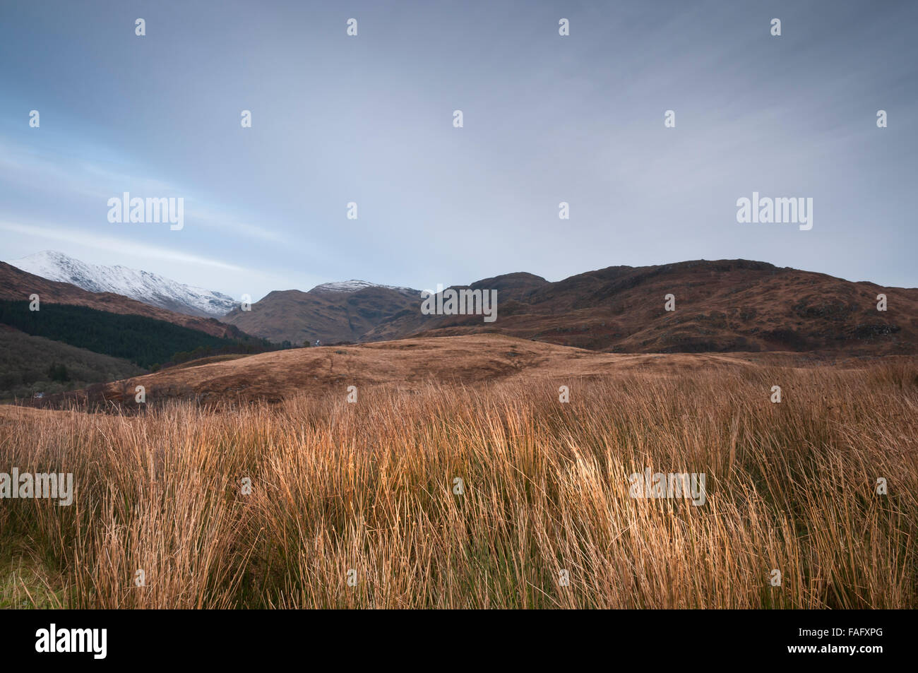 Light on foreground moorland grasses with Beinn Gaire in the distance, Sunart, Scotland Stock Photo