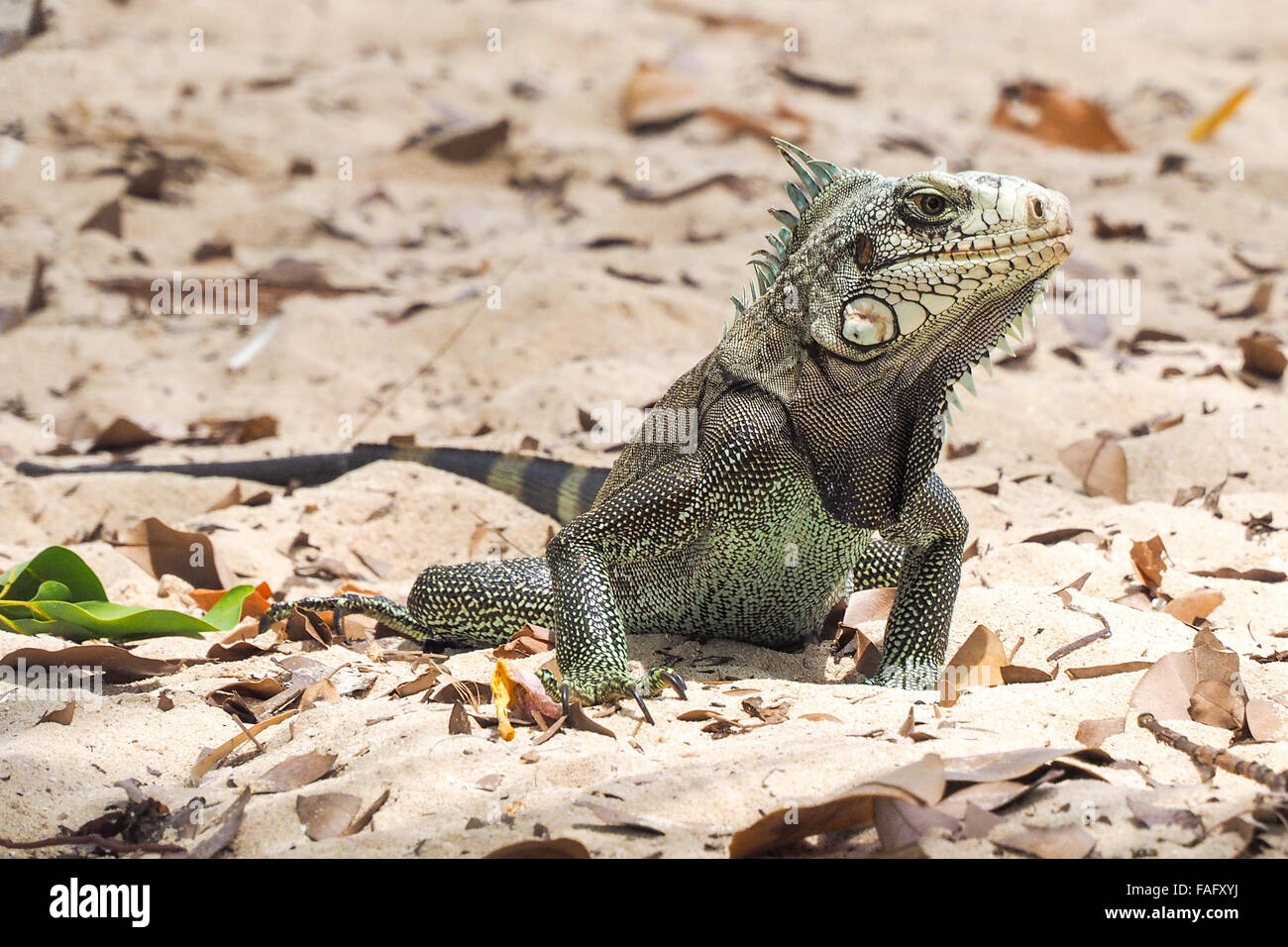 Big example of iguana on a sandy beach Stock Photo