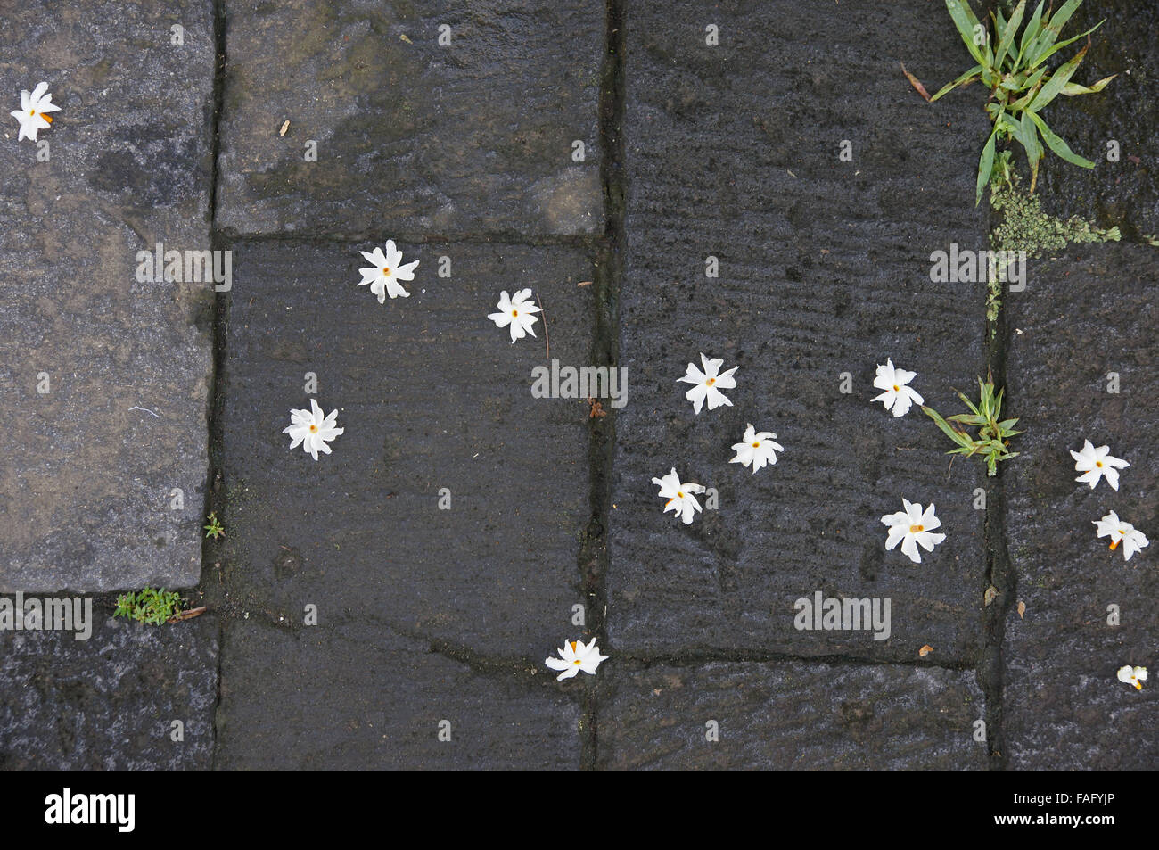 Bengals Java flower stock image. Image of flowers, rare - 122081997