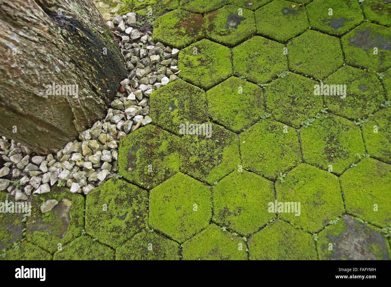 Moss covered paving stones Stock Photo Alamy