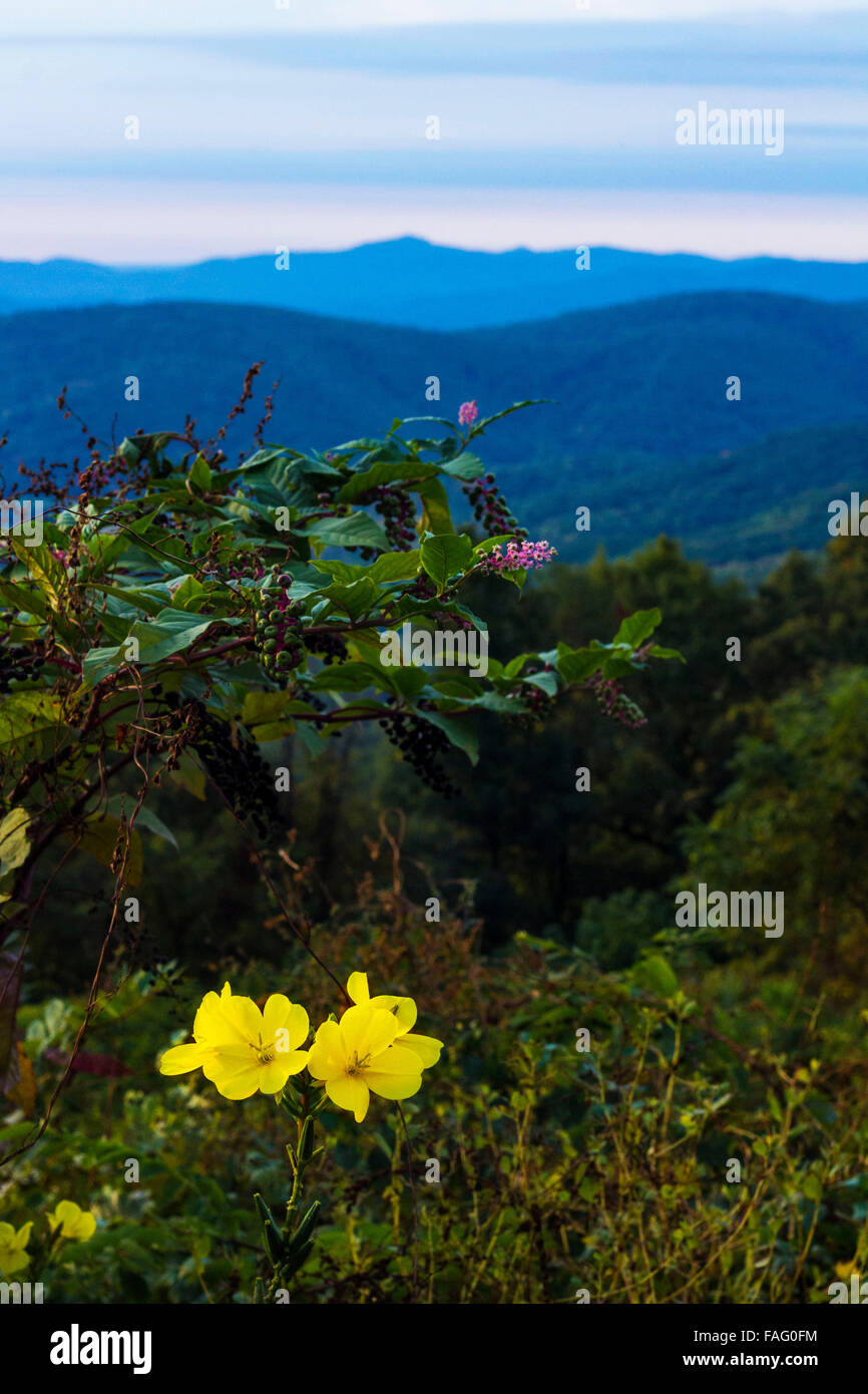 Flowers grow along Skyline Drive in Virginia Stock Photo Alamy
