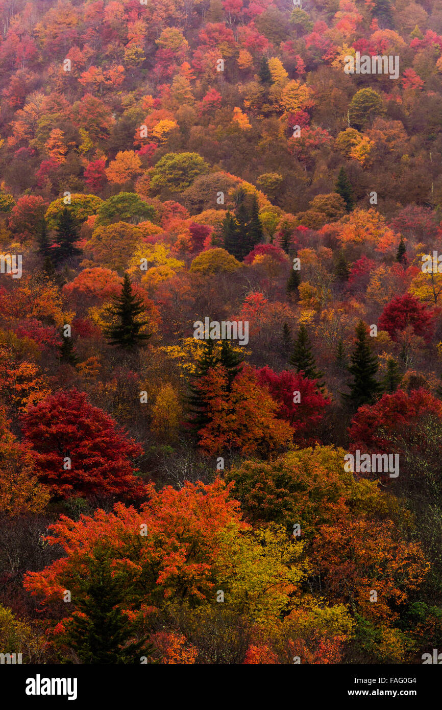 Beautiful fall foliage in North Carolina Stock Photo Alamy