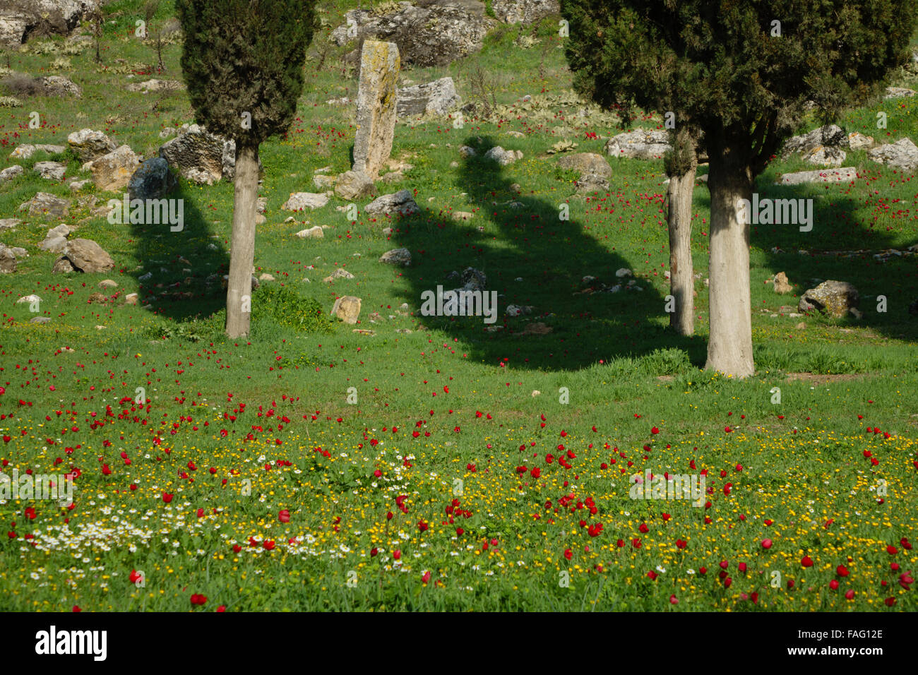 Turkey travel - Hierapolis, spring flowers and landscape with mountain, meadows, trees. Stock Photo