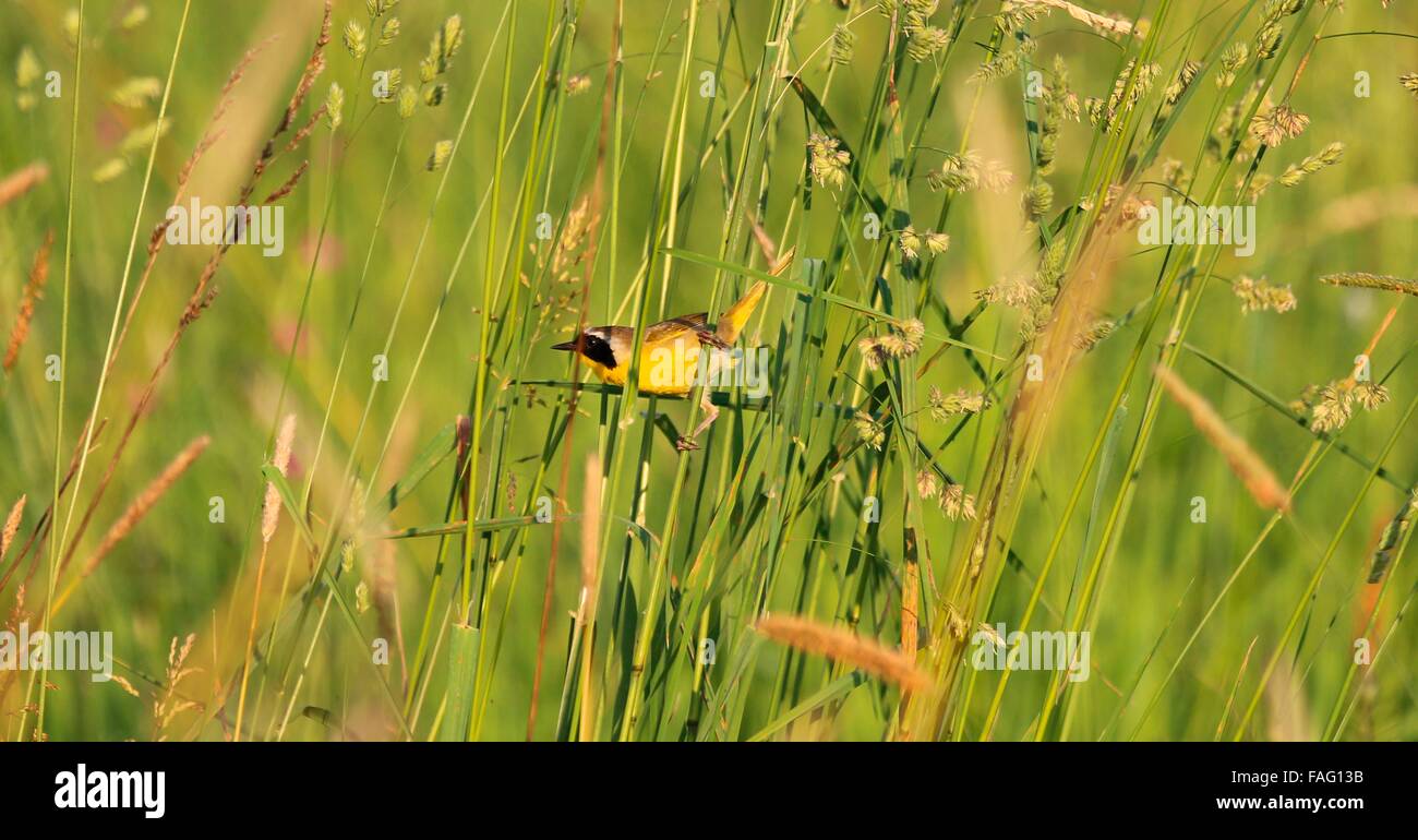 A Common Yellowthroat male bird at the Oregon Coast National Wildlife