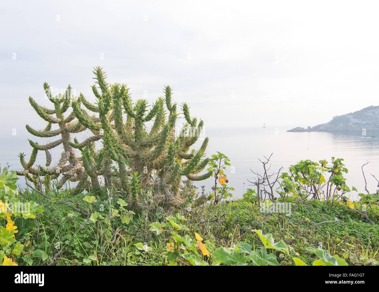 Green cactus and vegetation on a sunny day in December in Ibiza, Balearic  islands, Spain Stock Photo - Alamy