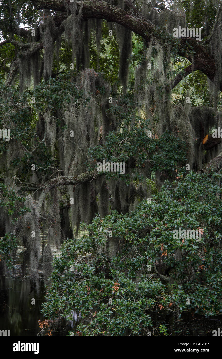 Thick spanish moss hanging on live oak trees in a park in New Orleans