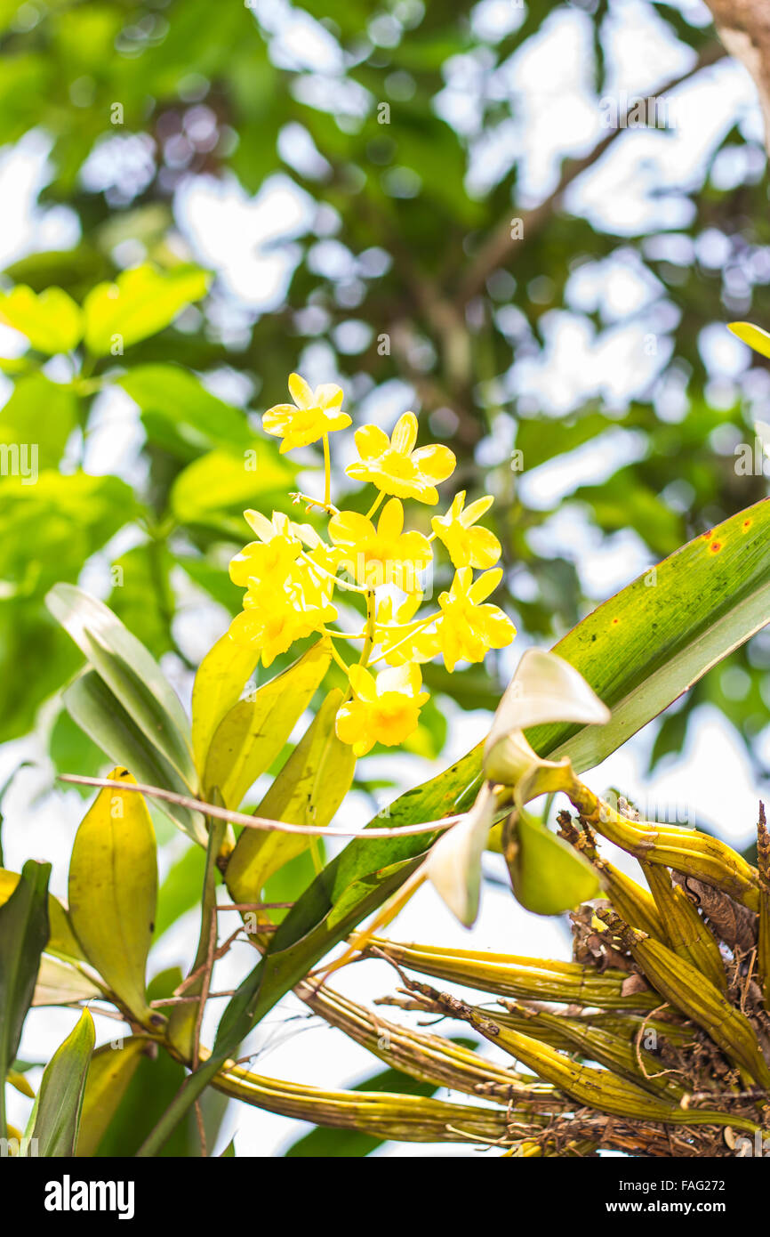 Dendrobium chrysotoxum Lindl, yellow orchid Stock Photo