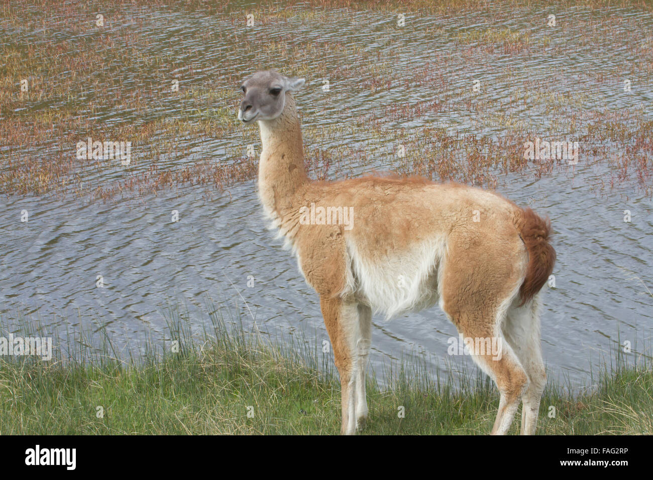 Profile of guanaco standing by waters edge in Chilean steppe. Stock Photo