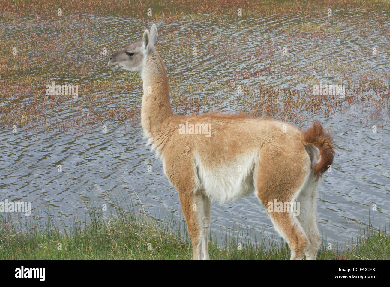 Profile of adult guanaco standing by waters edge in Chilean steppe with perked ears. Stock Photo