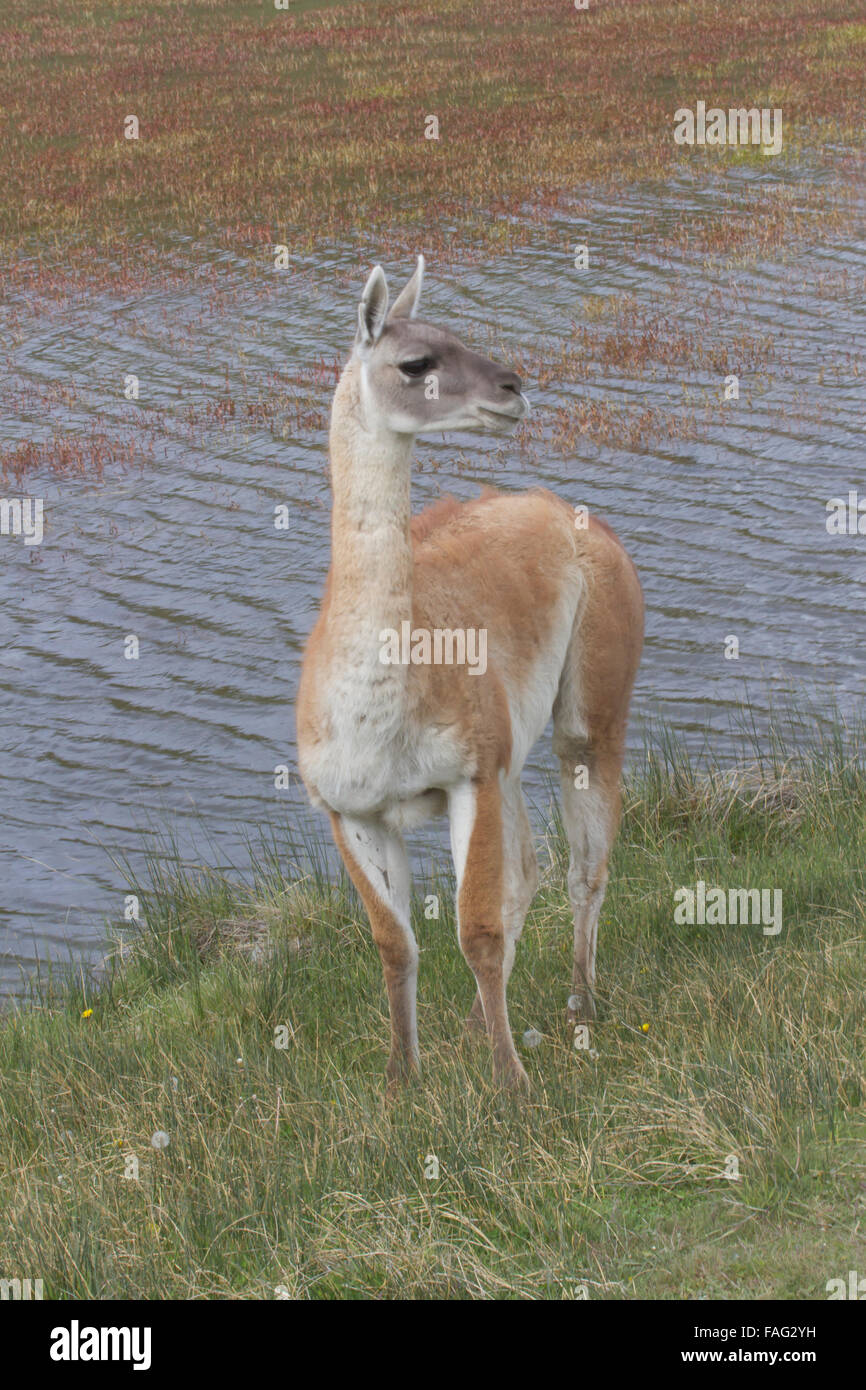 Adult guanaco standing by waters edge in Chilean steppe with perked ears. Stock Photo