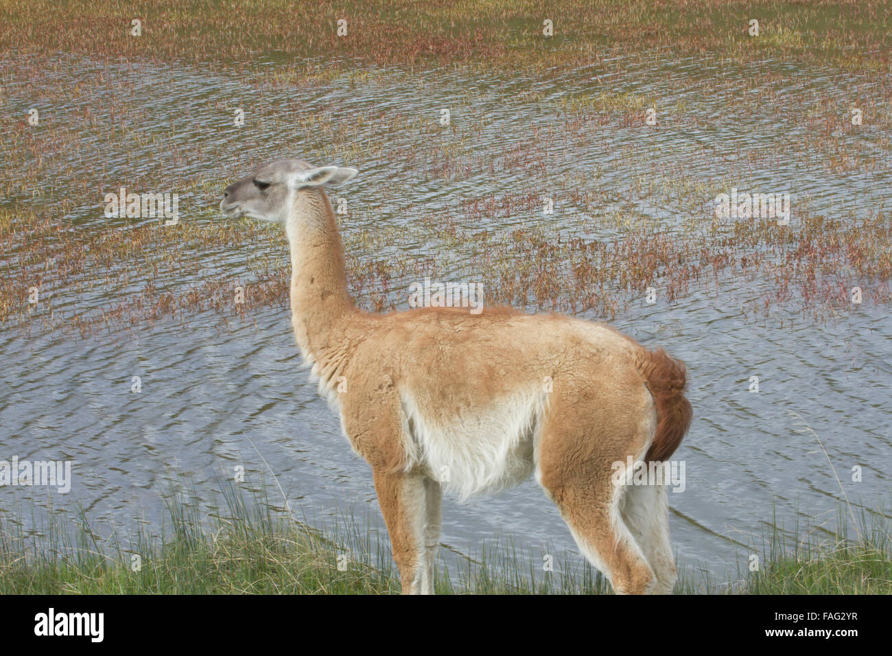 Profile of guanaco standing by waters edge in Chilean steppe with bent ears and tucked tail. Stock Photo