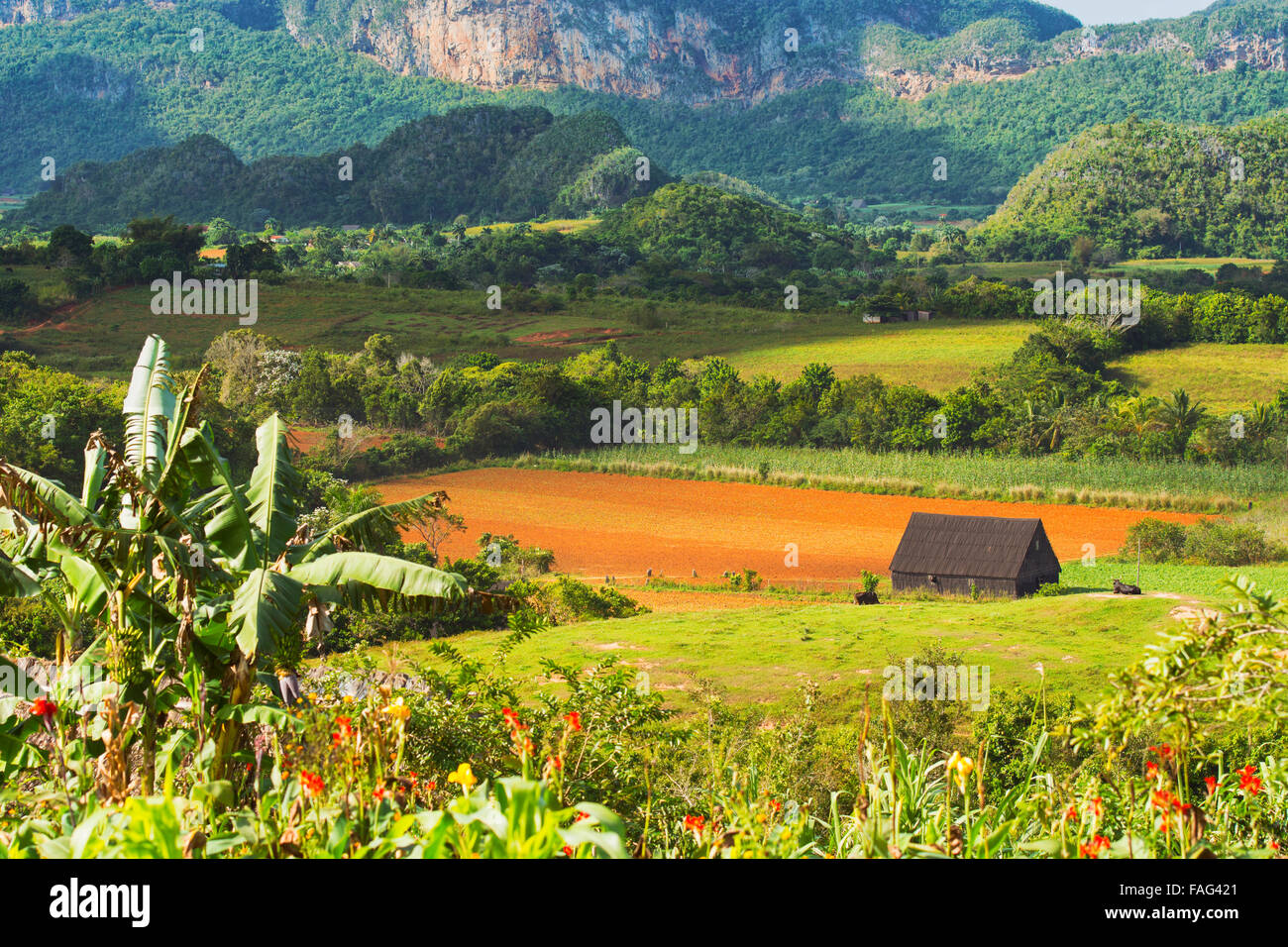 Vinales Valley, Tobacco Farm Countryside Pinar del Rio Province, Cuba Stock Photo