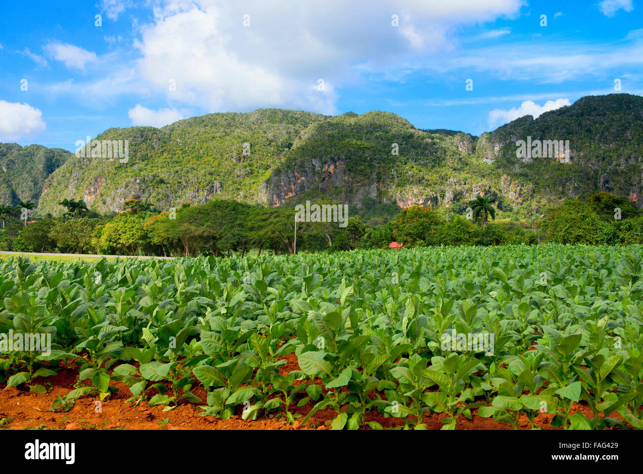 Vinales Cuba, Tobacco Growing Farm, Plantation in Valle de Vinales Stock Photo