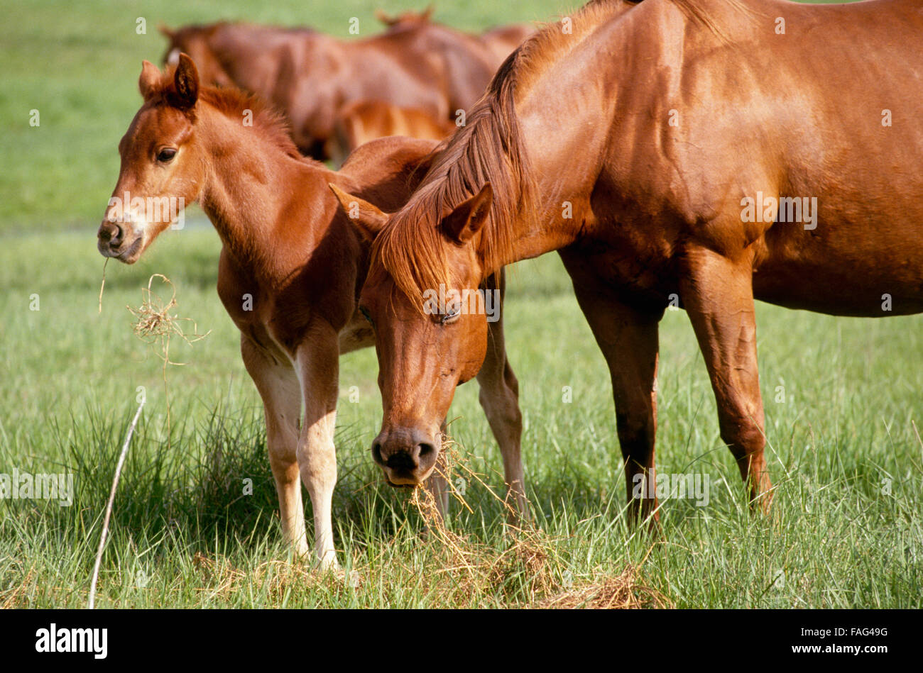 American quarterhorse hires stock photography and images Alamy