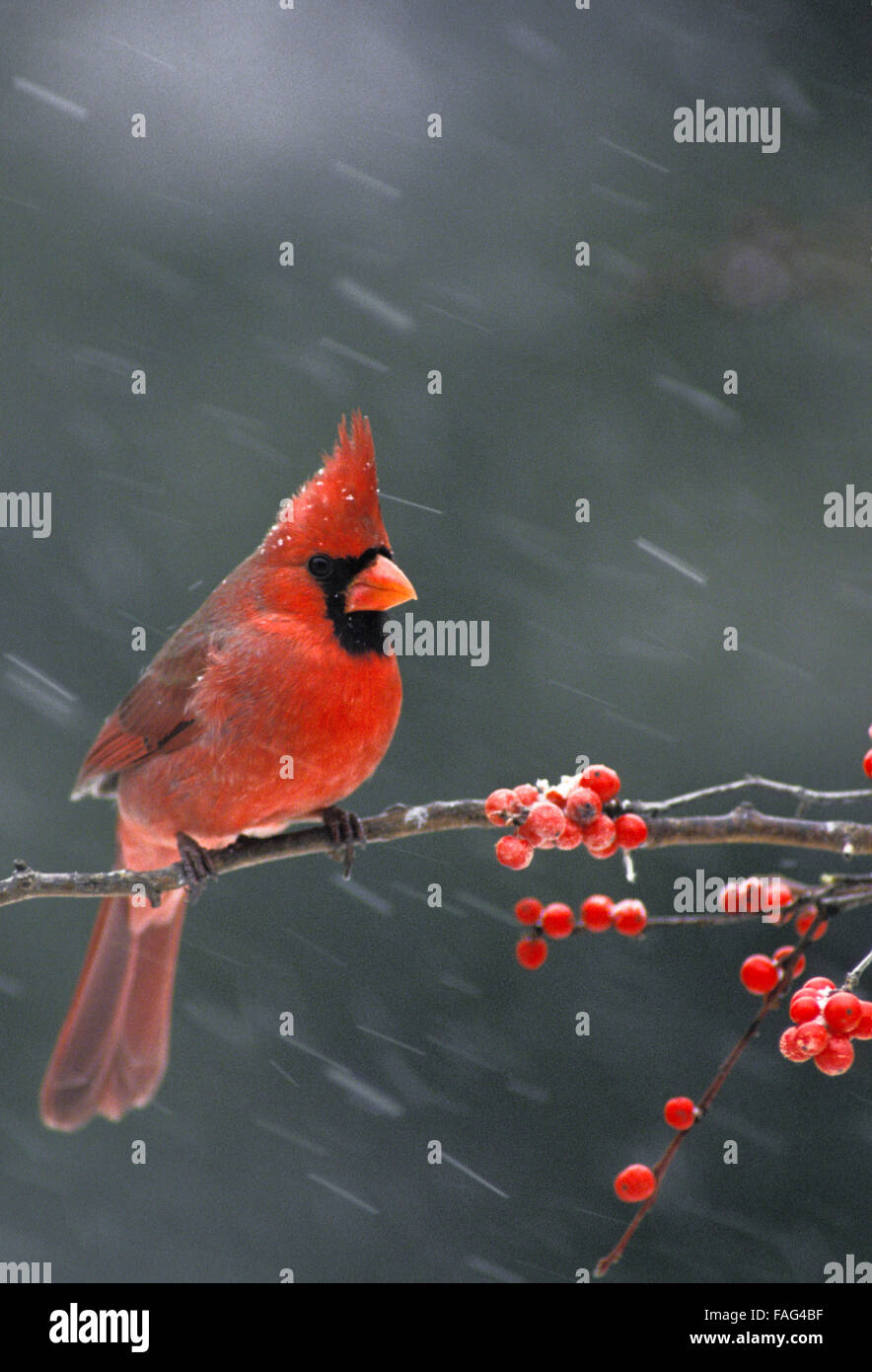 Male northern cardinal, Cardinal cardinalis, in winter perched on branch of holly in falling snow, USA Stock Photo