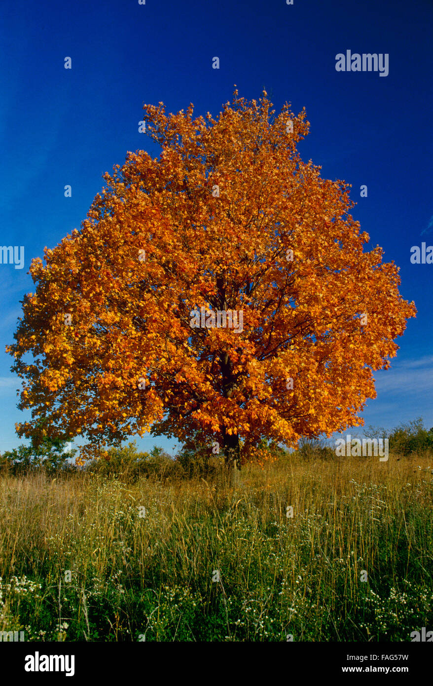 Fall maple in meadow in blue sky day, Missouri, USA Stock Photo