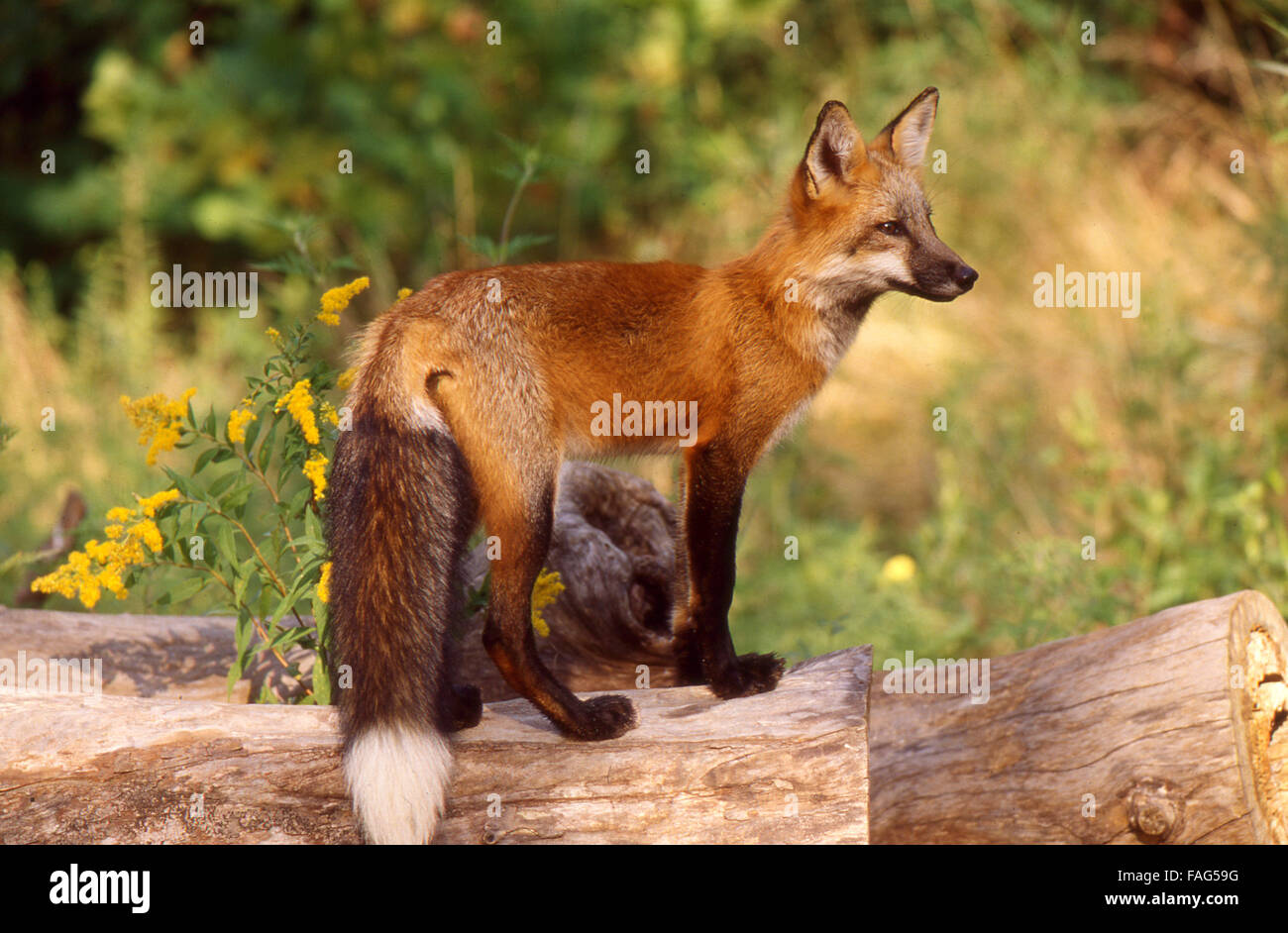 Fox standing hires stock photography and images Alamy