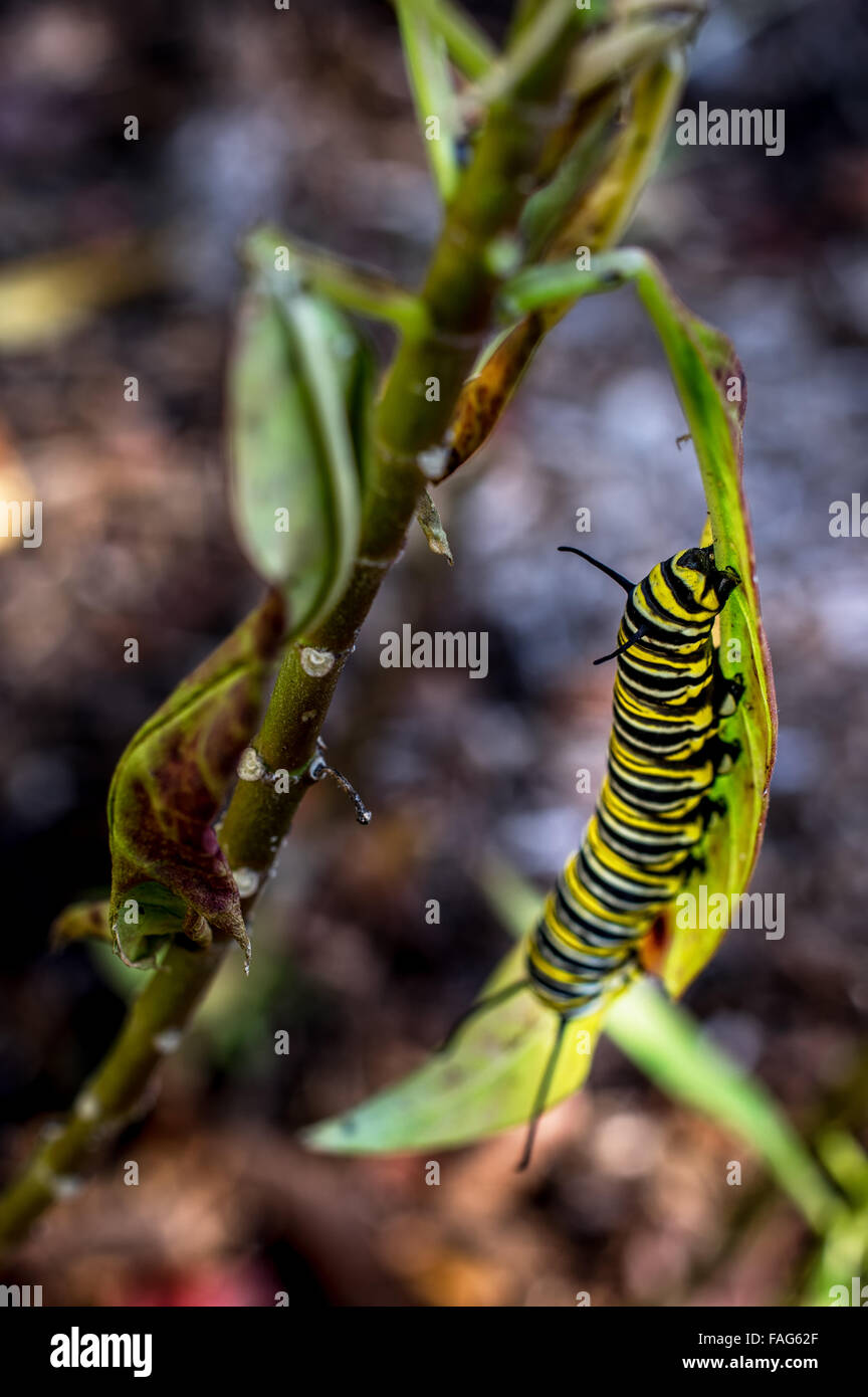 Monarch Caterpillars in our Milkweed plants in the front yard Stock