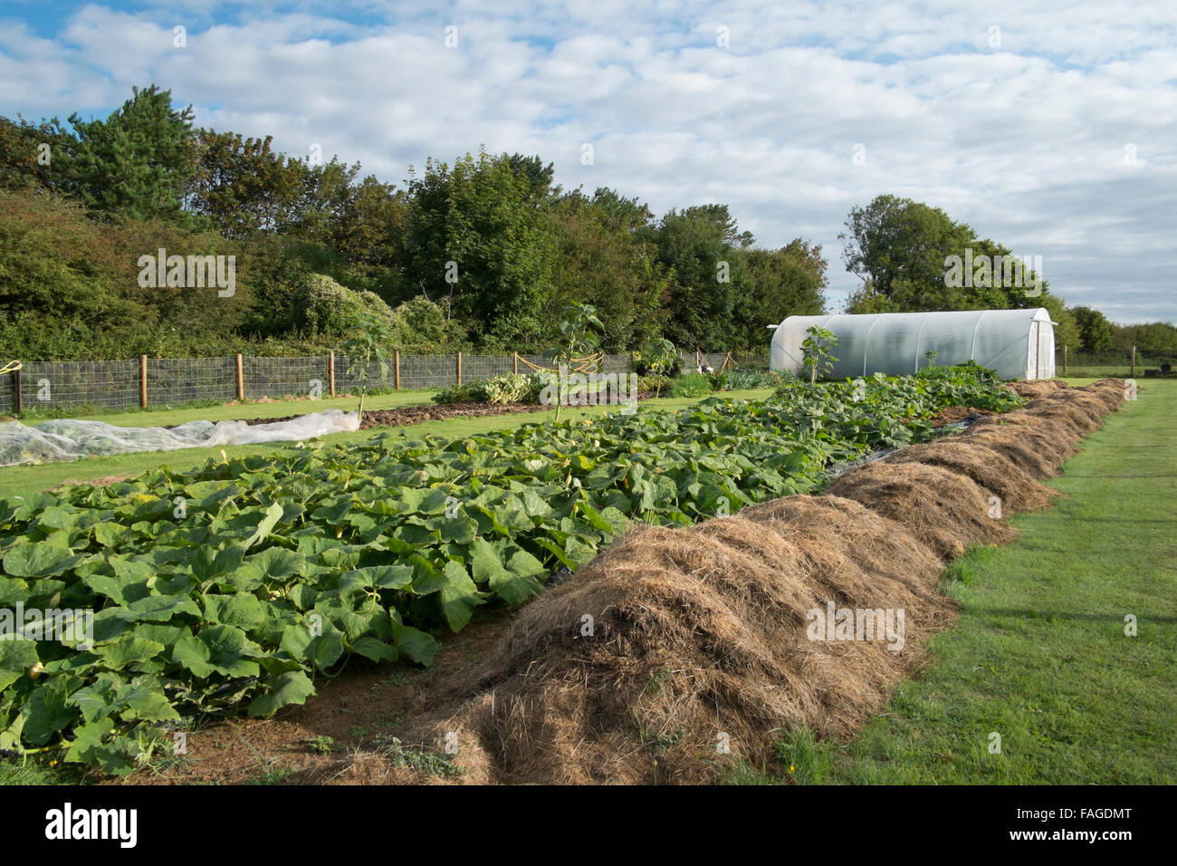 Polytunnel gardening hi-res stock photography and images - Alamy