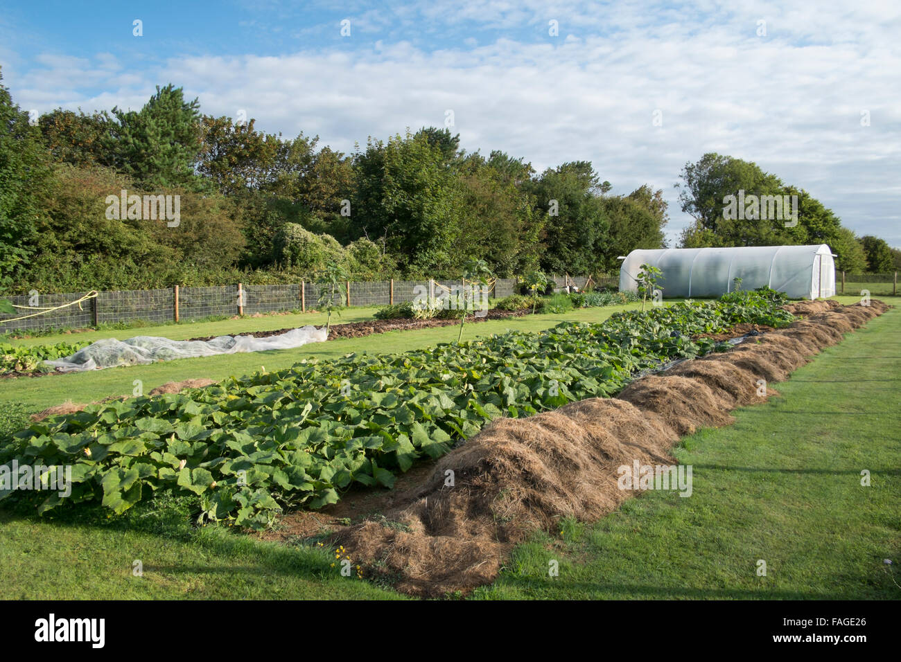 Polytunnel allotment hi-res stock photography and images - Alamy