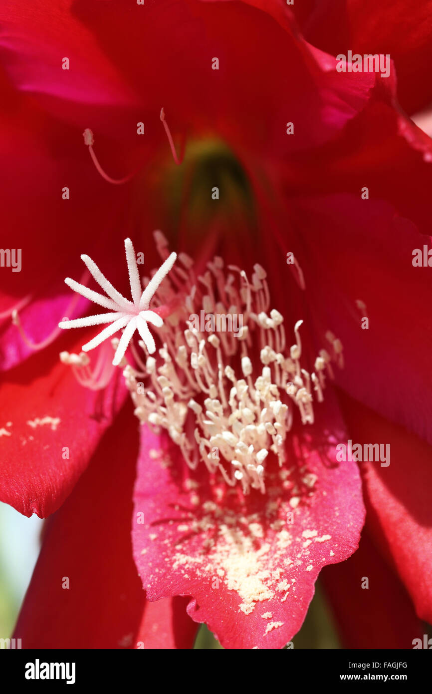 Close up macro of Epiphyllum or orchid cactus blooming flowers Stock Photo