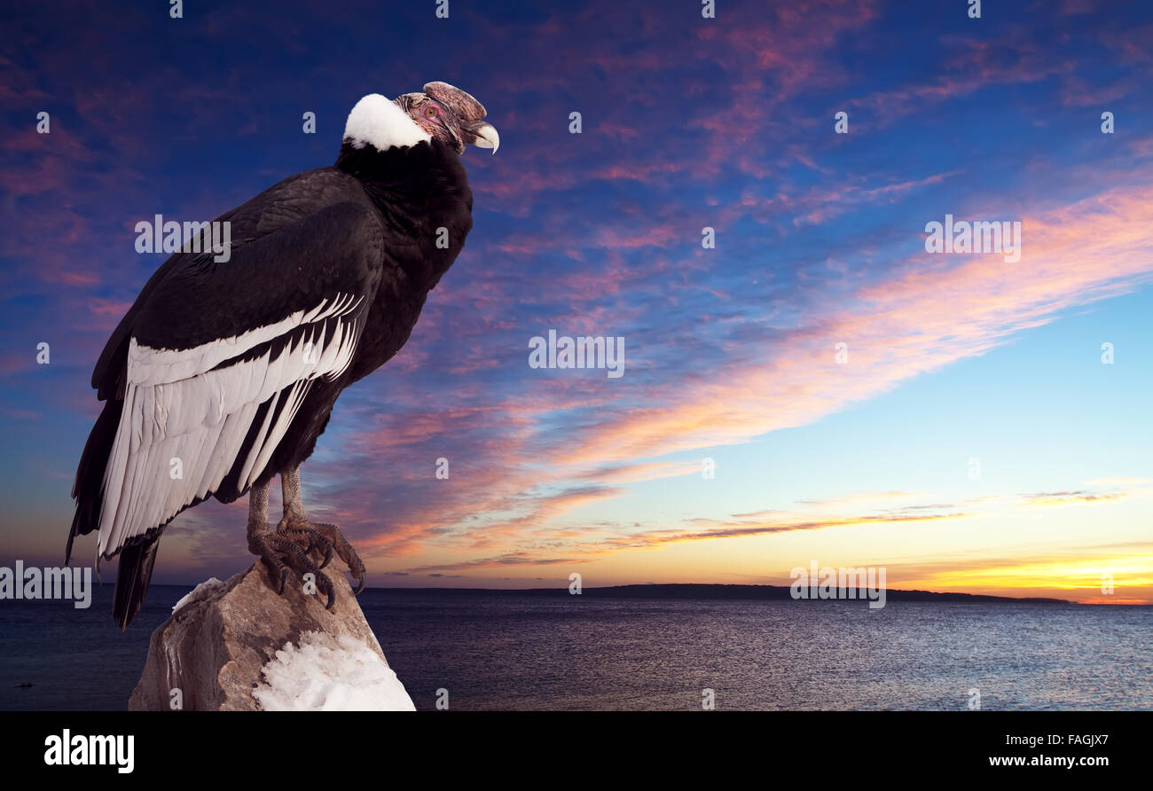 Condors On Rocks Andean condor sitting on rock against sunset sky background Stock Photo ...