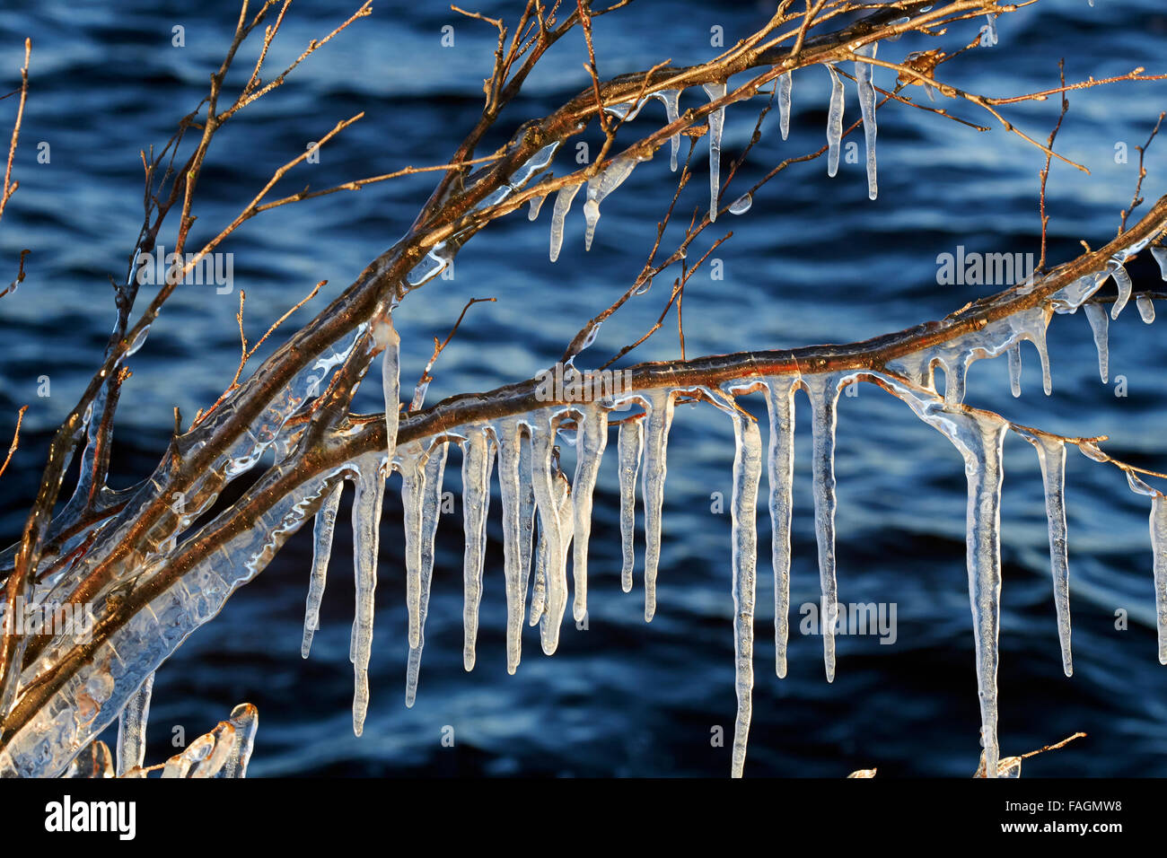 Icicles tree hi-res stock photography and images - Alamy, image size:1300x956