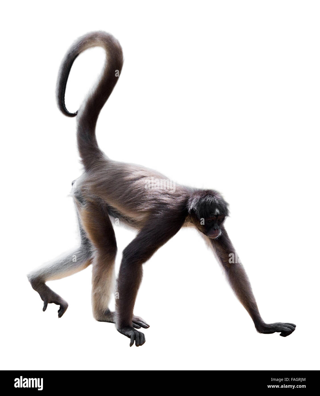 long-haired spider monkey (Ateles belzebuth). Isolated on white background Stock Photo