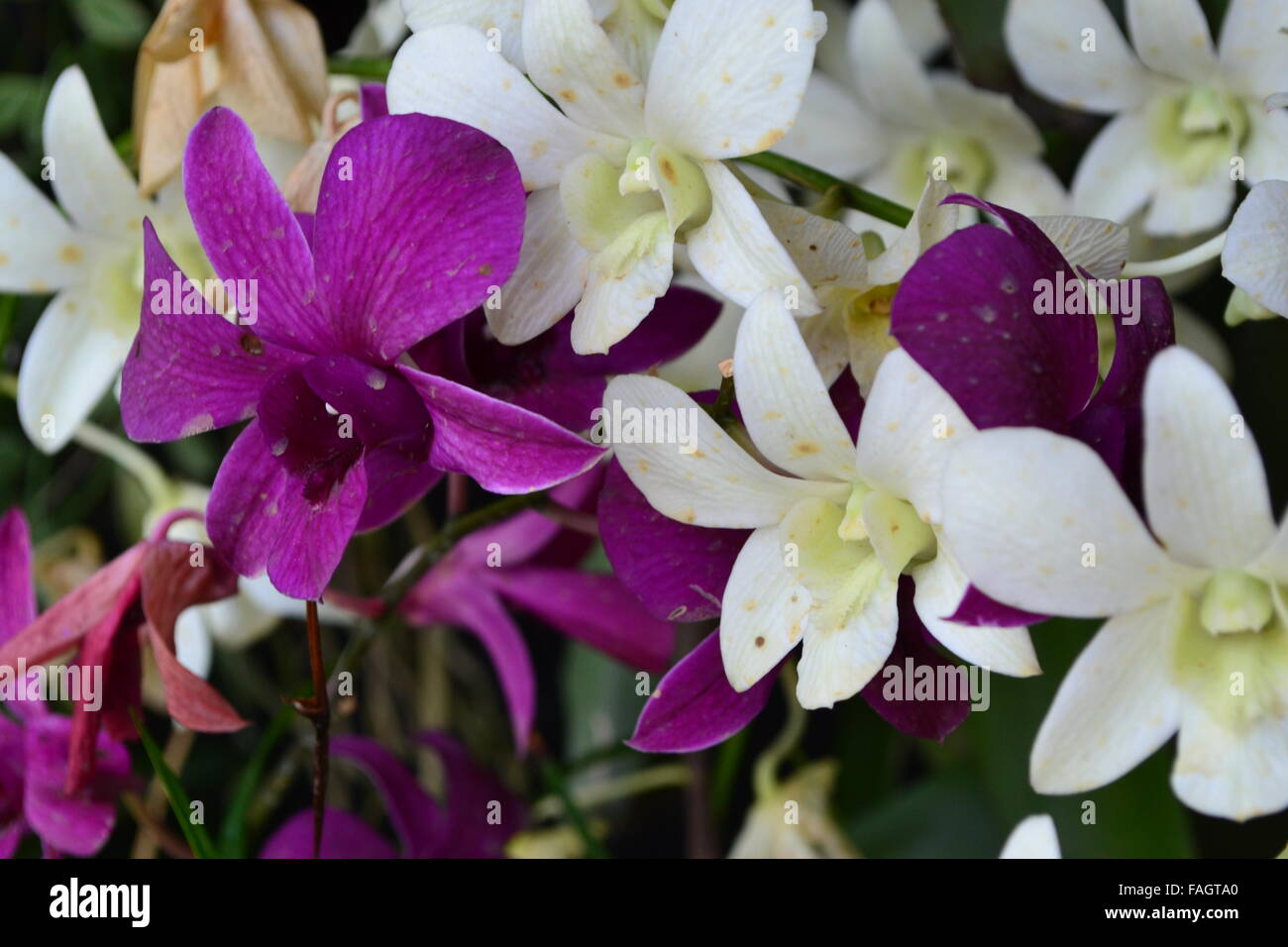 Many pink white orchid flowers Stock Photo