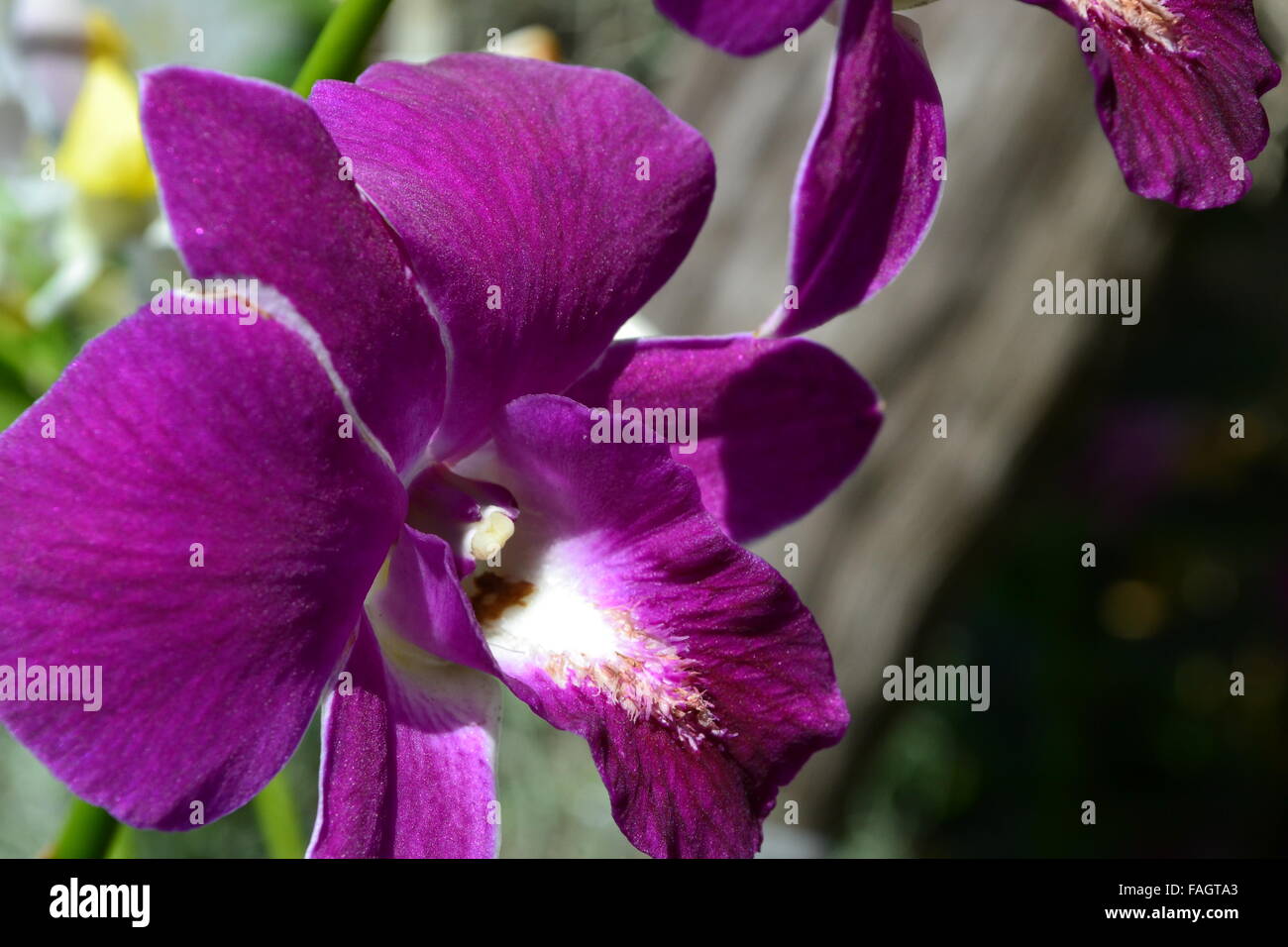 Large pink purple violet orchids Stock Photo