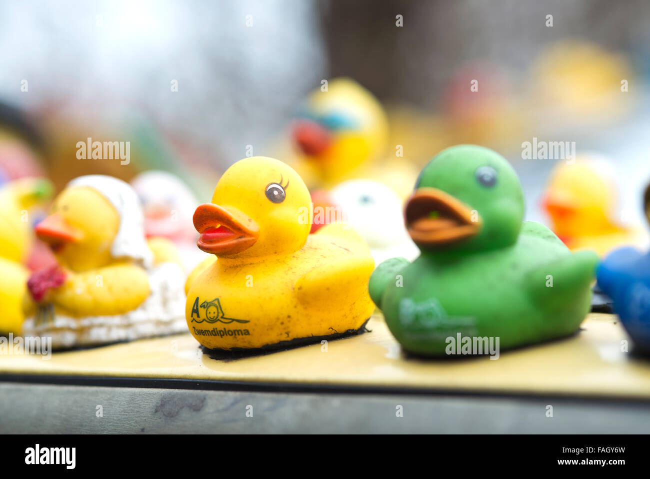 many rubber ducks on car Stock Photo Alamy