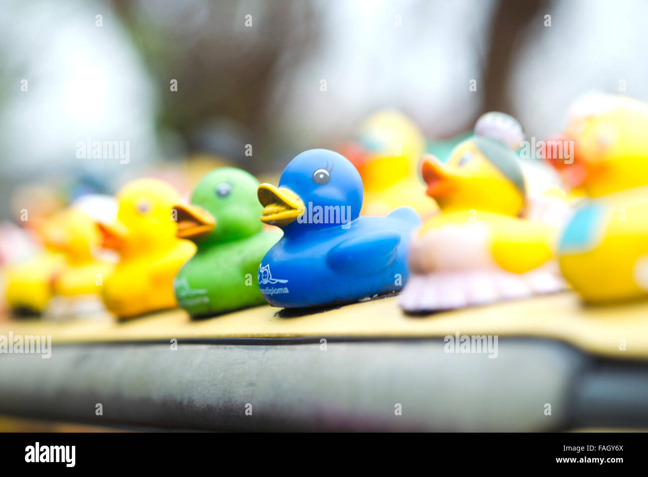 many rubber ducks on car Stock Photo Alamy