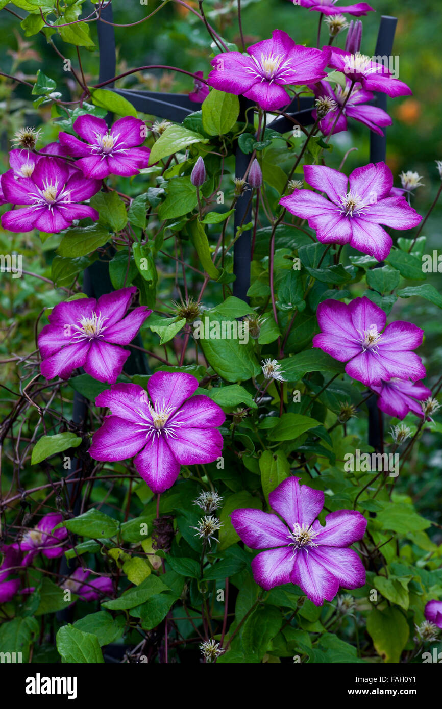 Pink Clematis flower (Clematis), Quebec, Canada Stock Photo Alamy