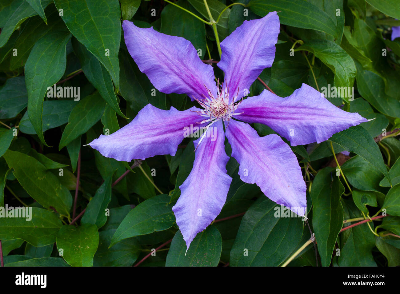 Blue Clematis flower (Clematis Daniel Deronda), Quebec, Canada Stock Photo