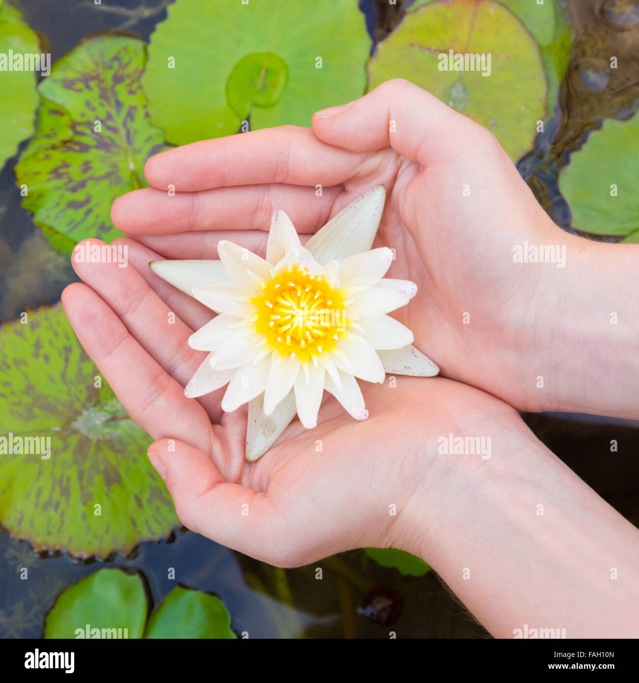 Woman hands holding lotus flower Stock Photo Alamy