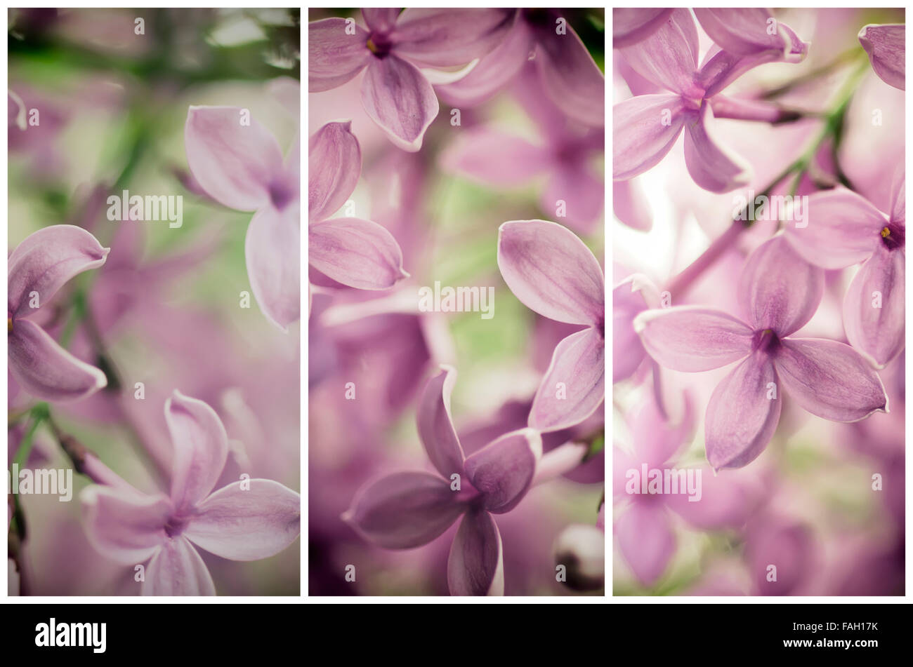 Abstract floral background Stock Photo - Alamy