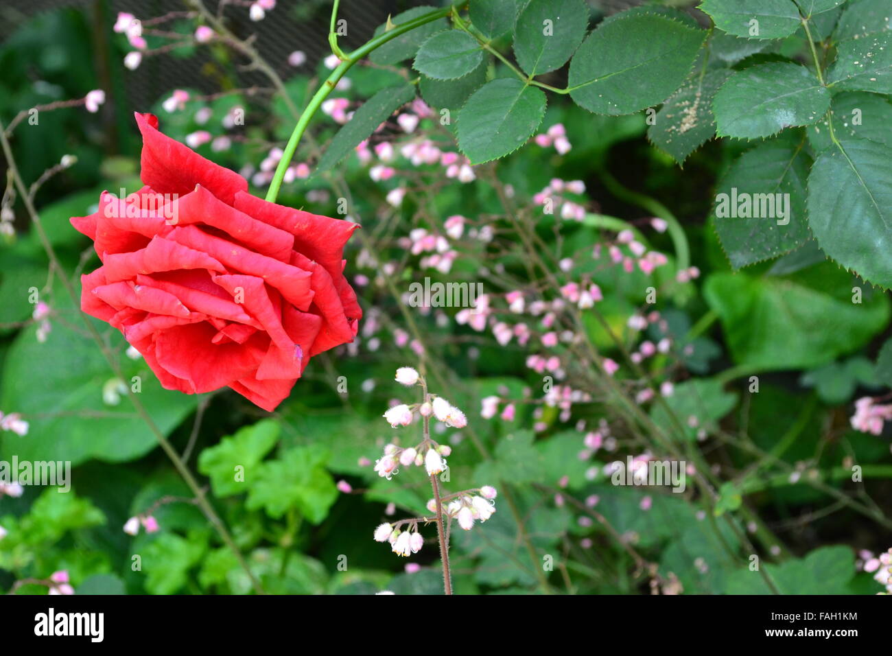 Red rose with thorns and leaves with a background of small white flowers, many other leaves. Lavish spring vegetation. Photo take in a flower garden. Stock Photo