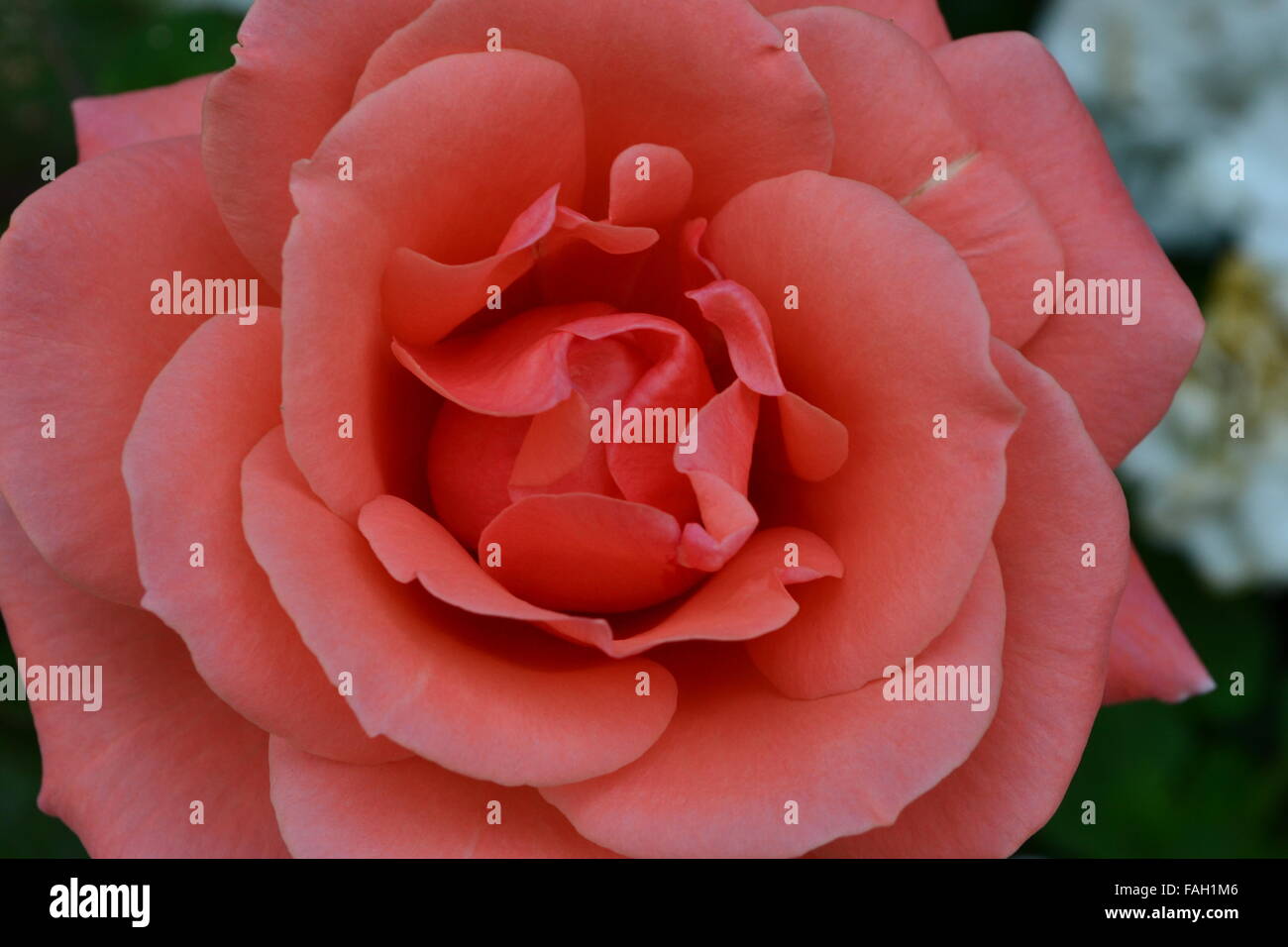 Large orange pink rose flower with well defined petals Stock Photo
