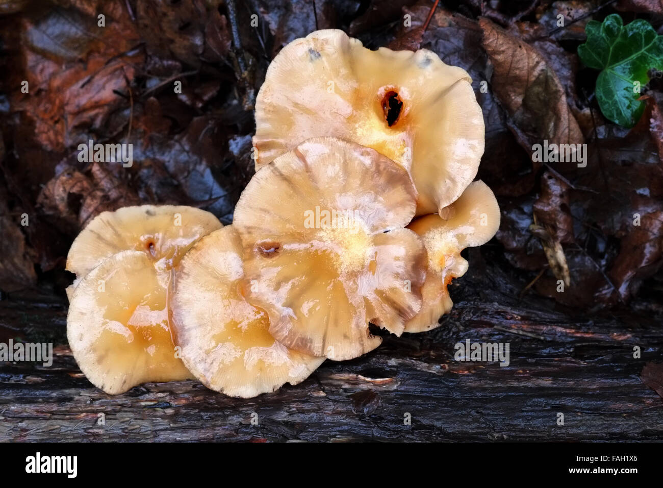 A group of fungi growing against a a fallen tree in woodland Stock Photo