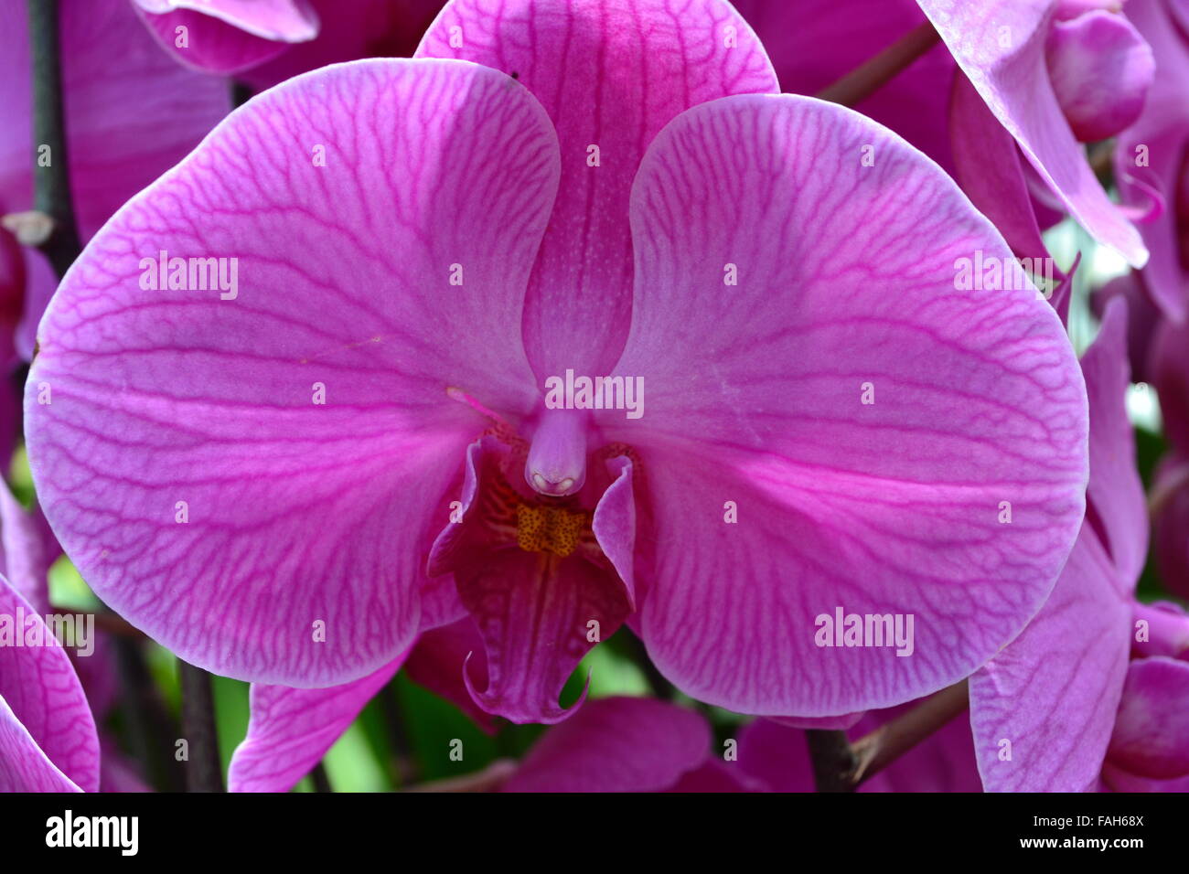 Large pink orchid flower Stock Photo