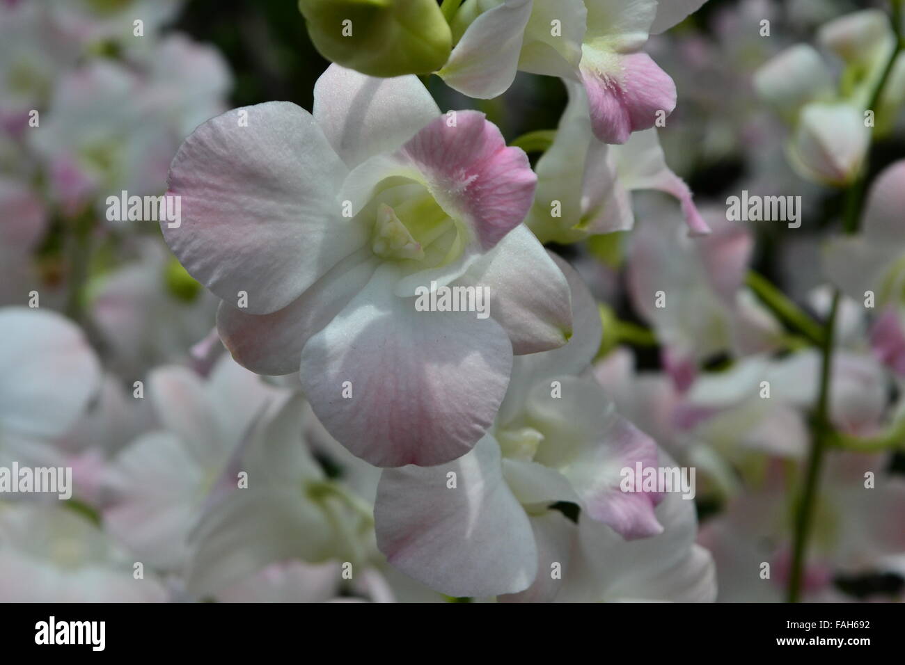 White pink orchids on branches Stock Photo