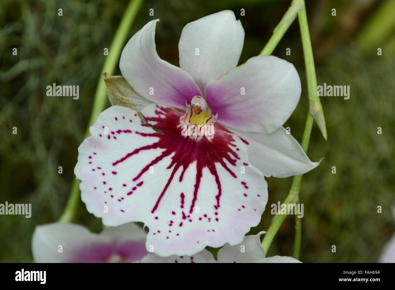Small orchid with white pink red petals Stock Photo