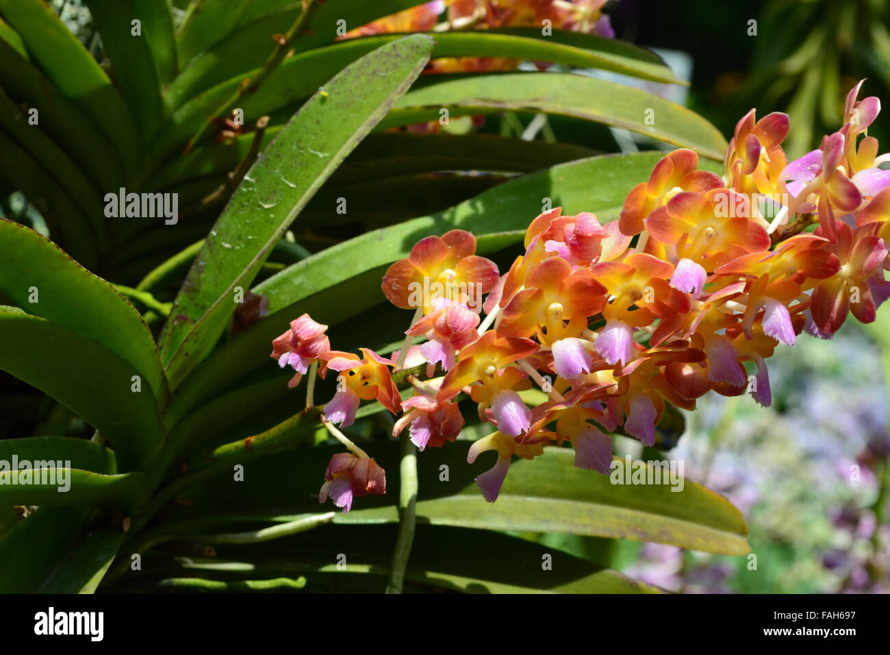 Orchid branch with many orange pink flowers Stock Photo