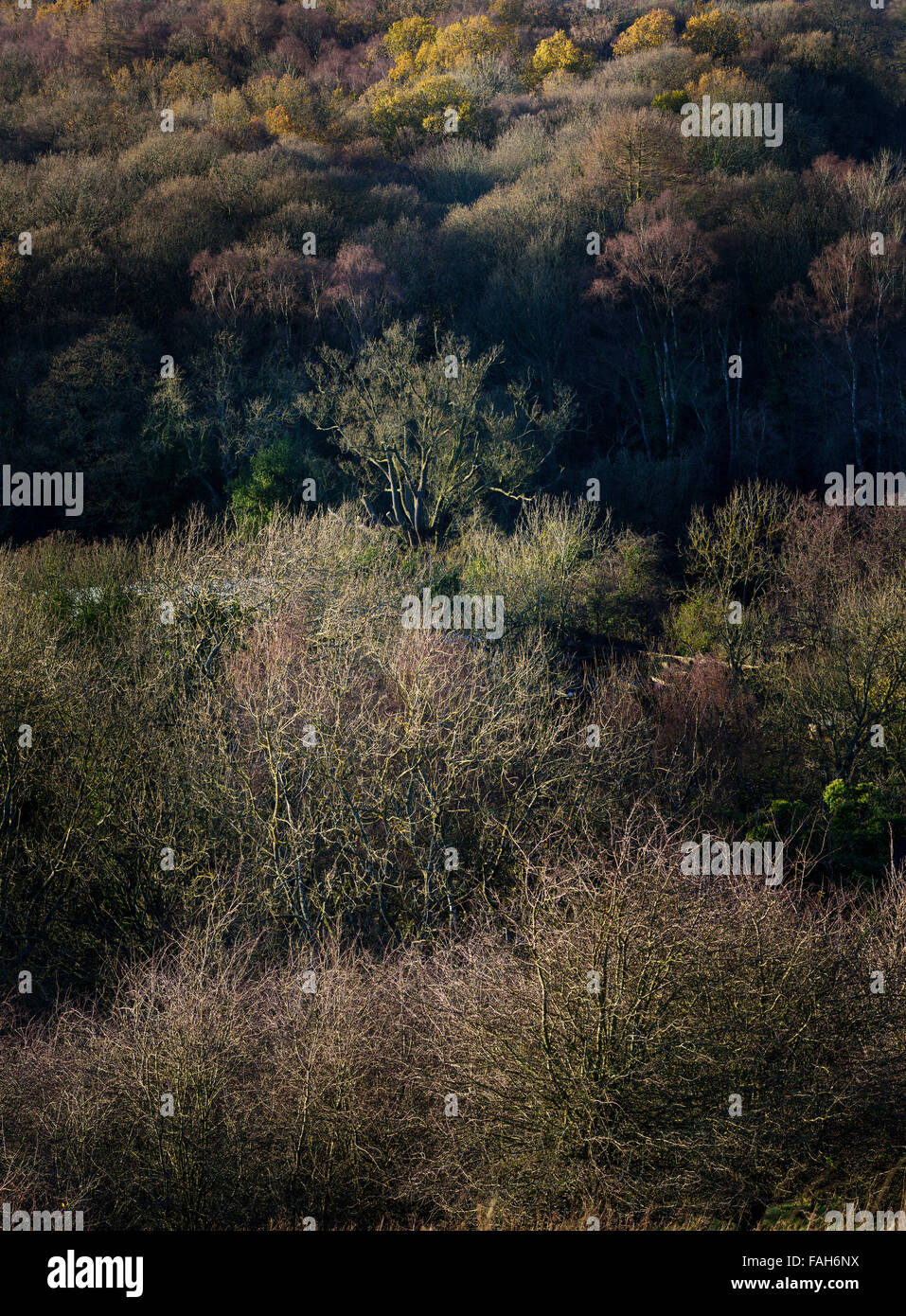 Woodland forest hi-res stock photography and images - Alamy
