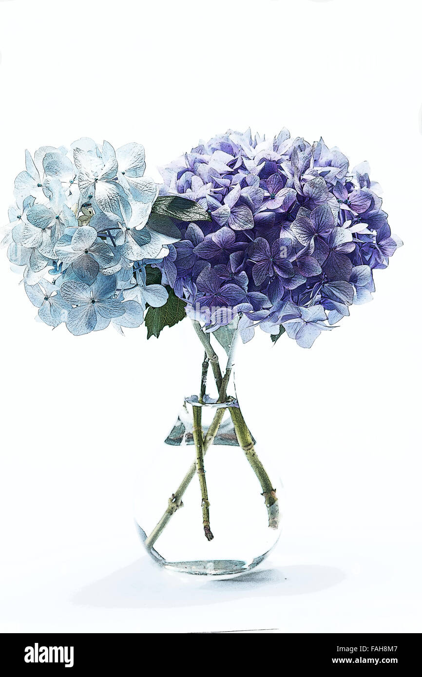 Blue hydrangeas in a vase on white background Stock Photo - Alamy