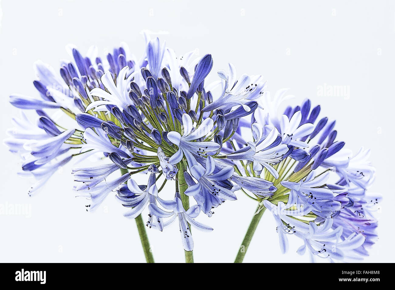 Blue African lily lilies flowers Agapanthus africanus Stock Photo