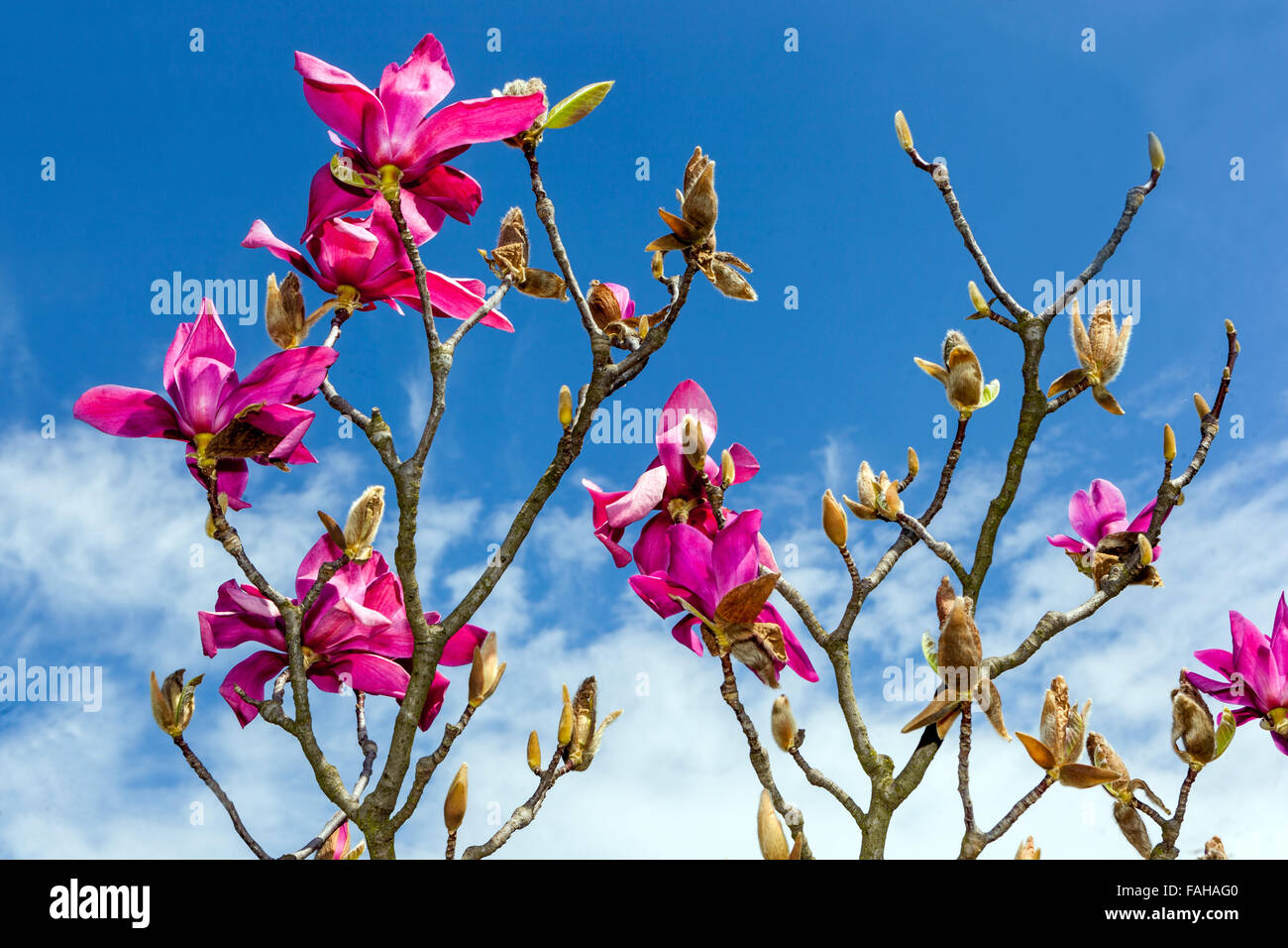 Magnolia soulangeana with purple pink flowers Stock Photo - Alamy