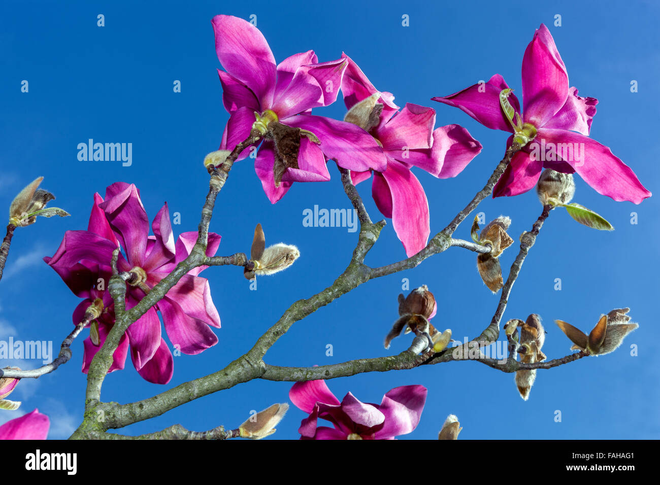 Magnolia soulangeana with purple pink flowers Stock Photo - Alamy